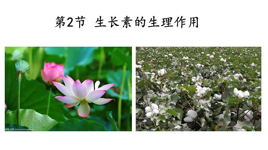 高中生物人教版必修三 3.2  《生長素的生理作用》課件PPT第1頁