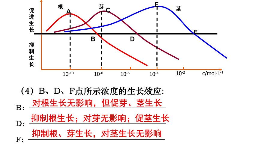 高中生物人教版必修三 3.2  《生長素的生理作用》課件PPT第4頁
