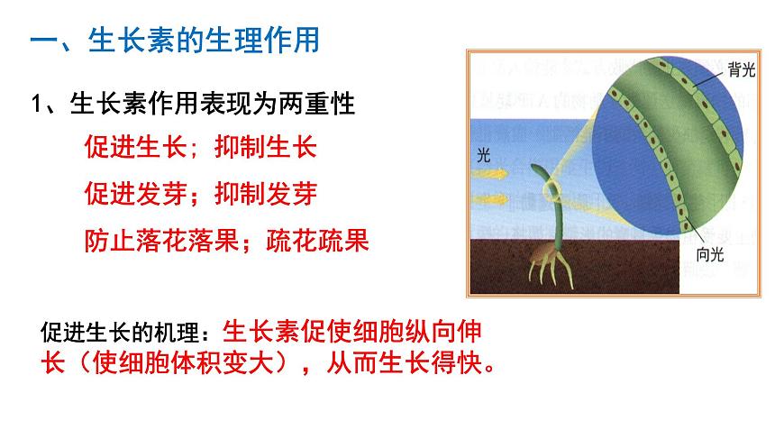 高中生物人教版必修三 3.2  《生長素的生理作用》課件PPT第7頁