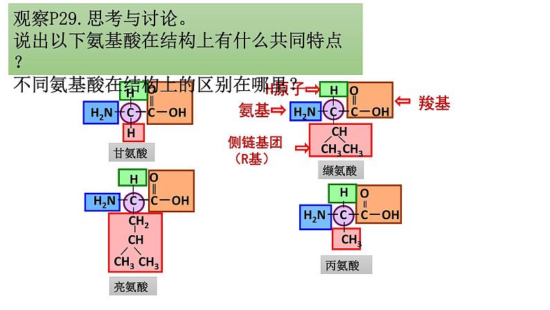 2.4 蛋白质是生命活动的主要承担者 课件-【新教材】高一上学期生物人教版(2019)必修一第6页