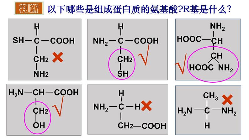 2.4 蛋白质是生命活动的主要承担者 课件-【新教材】高一上学期生物人教版(2019)必修一第8页