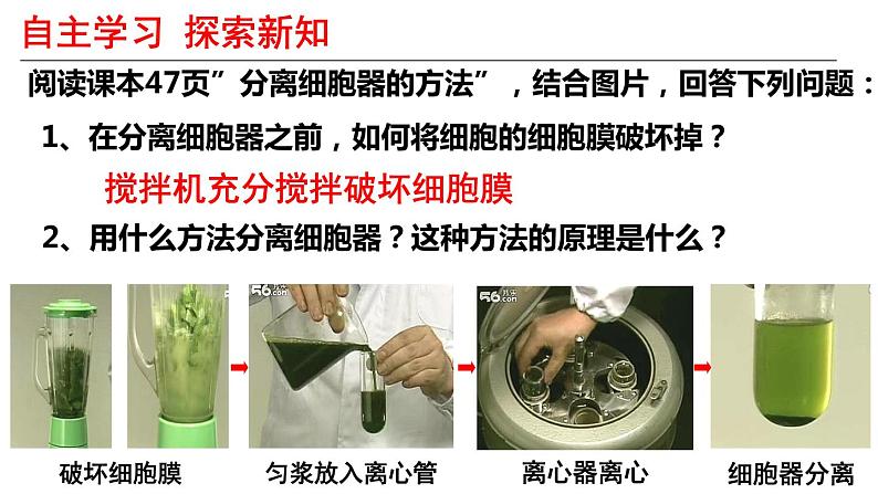 3.2 细胞器之间的分工合作 课件-【新教材】高一上学期生物人教版(2019)必修一第4页