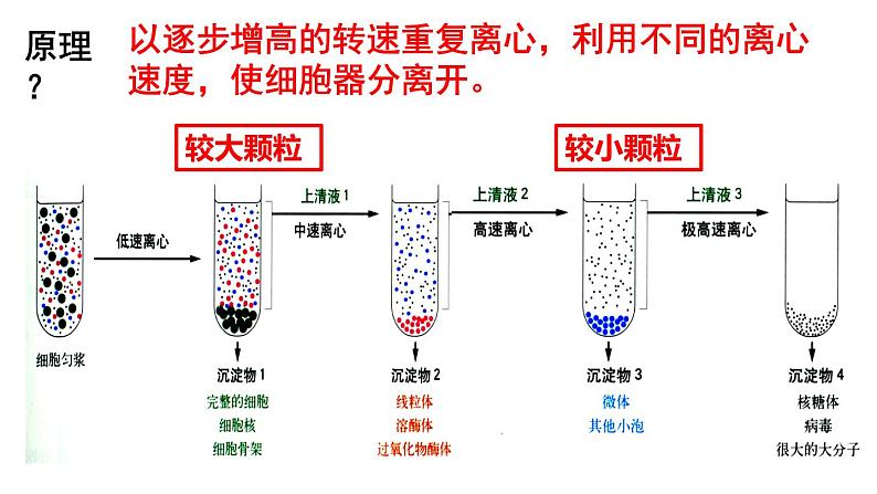 3.2 细胞器之间的分工合作 课件-【新教材】高一上学期生物人教版(2019)必修一第5页