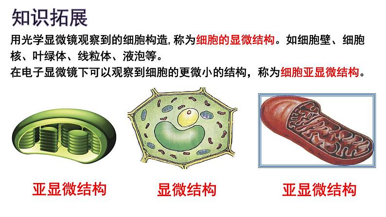 3.2 细胞器之间的分工合作 课件-【新教材】高一上学期生物人教版(2019)必修一第6页