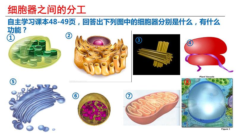 3.2 细胞器之间的分工合作 课件-【新教材】高一上学期生物人教版(2019)必修一第7页