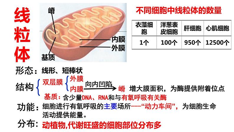 3.2 细胞器之间的分工合作 课件-【新教材】高一上学期生物人教版(2019)必修一第8页