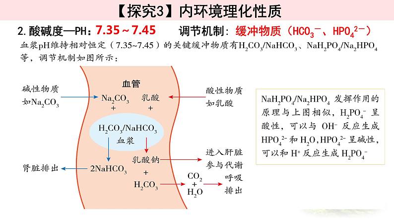 1.1.2细胞生活的环境 课件 【新教材】人教版(2019)高中生物选择性必修一03