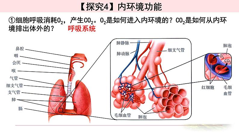 1.1.2细胞生活的环境 课件 【新教材】人教版(2019)高中生物选择性必修一06