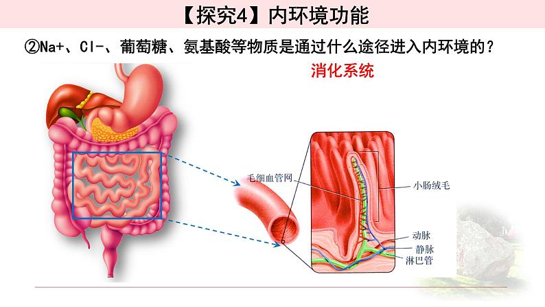 1.1.2细胞生活的环境 课件 【新教材】人教版(2019)高中生物选择性必修一07