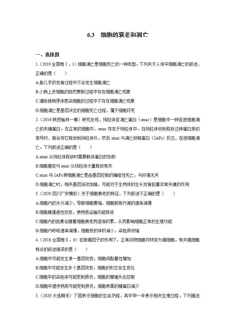 人教版同步教学必修1:6.3 细胞的衰老和凋亡 作业 练习01