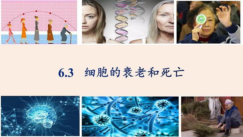 人教版(2019)高中生物必修1 细胞的衰老和凋亡 课件(27页)01
