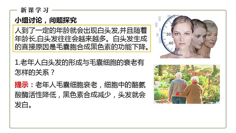 人教版(2019)高中生物必修1 细胞的衰老和凋亡 课件(27页)04