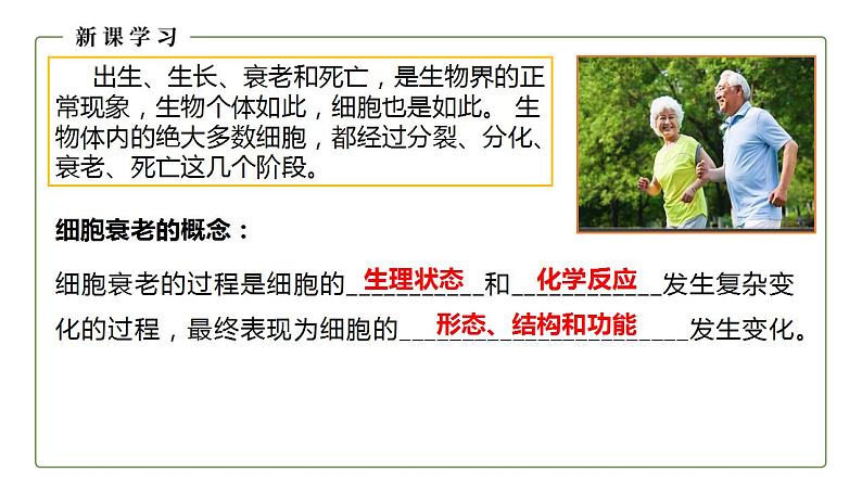 人教版(2019)高中生物必修1 细胞的衰老和凋亡 课件(27页)06
