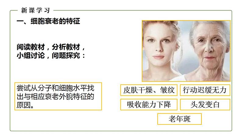 人教版(2019)高中生物必修1 细胞的衰老和凋亡 课件(27页)07