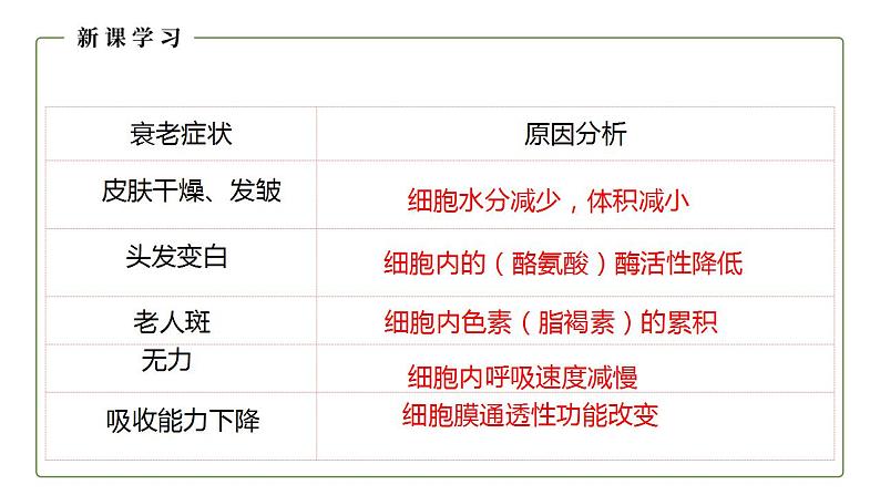 人教版(2019)高中生物必修1 细胞的衰老和凋亡 课件(27页)08
