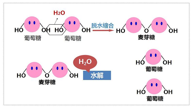 2021——2022学年高一上学期 人教版(第二章第三节细胞中的糖类和脂质 课件 (40张PPT)08