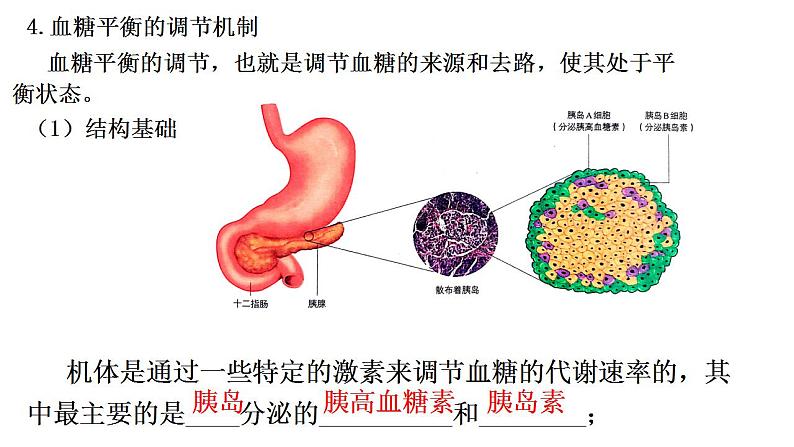 2021-2022学年高二上学期生物人教版选择性3.2 激素调节的过程 第一课时课件(19张PPT)06