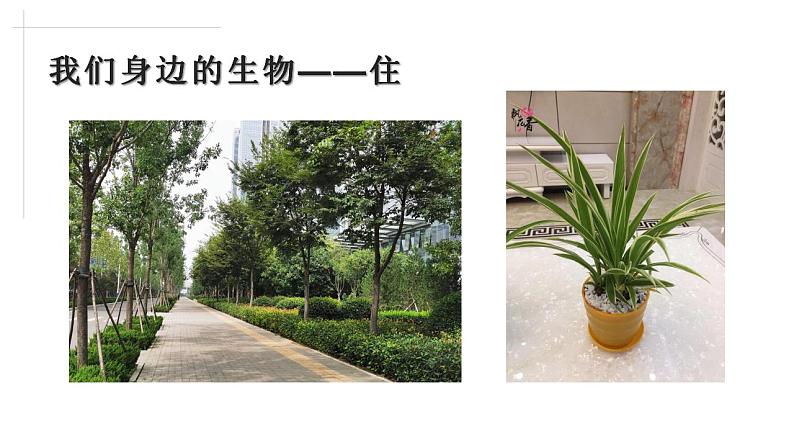 2021——2022学年高一上学期 人教版(2019)第一章第一节走进细胞 课件(44张PPT)05