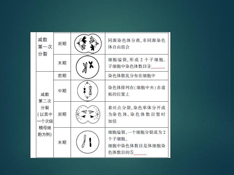 2022版高考生物选考江苏专用一轮总复习课件:专题9遗传的细胞基础 —基础篇04