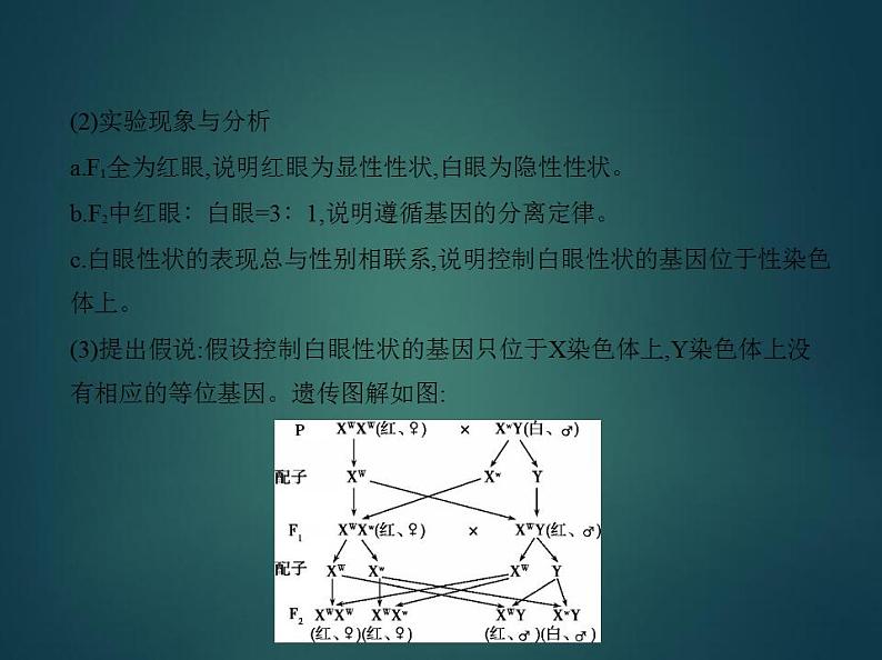 2022版高考生物选考江苏专用一轮总复习课件:专题12伴性遗传与人类遗传病 —基础篇04