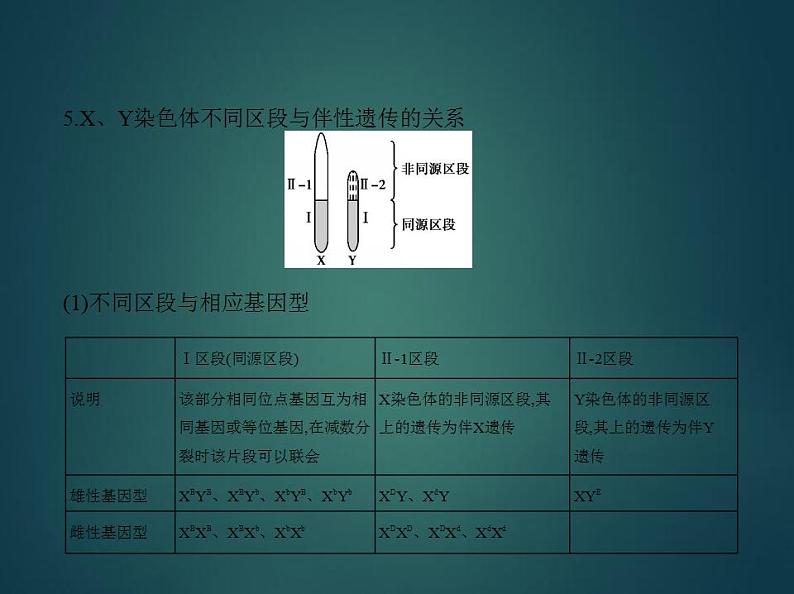 2022版高考生物选考江苏专用一轮总复习课件:专题12伴性遗传与人类遗传病 —基础篇08