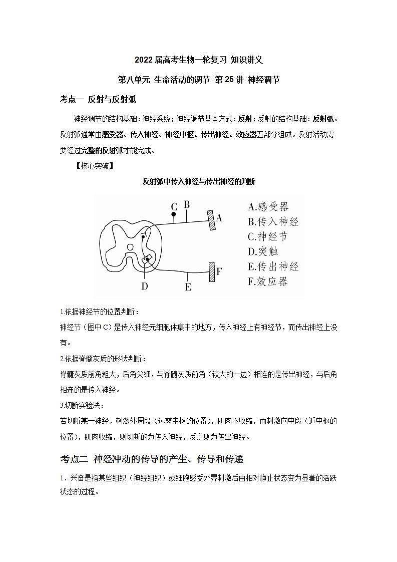 【新教材】2022届高考生物一轮复习讲义:第八单元 生命活动的调节 第25讲 神经调节 教案第1页