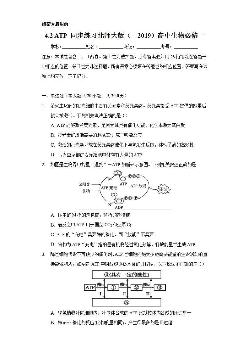 4.2 ATP 同步练习 北师大版(2019)高中生物必修一第1页