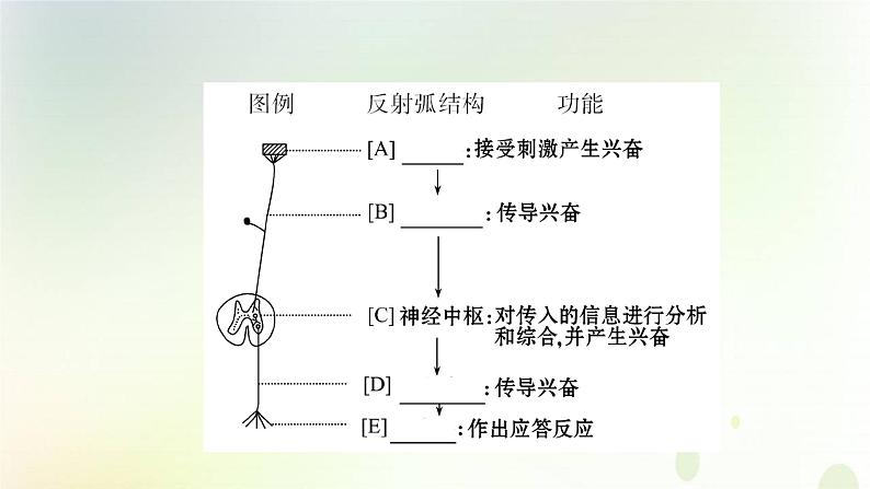 新教材高中生物第2章神经调节第2节神经调节的基本方式课件新人教版选择性必修第一册04