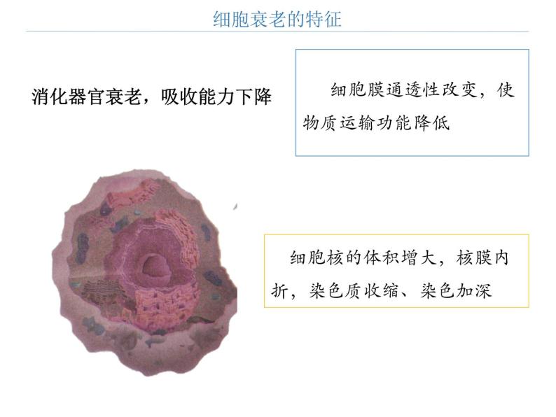 第三节 细胞的衰老和死亡课件PPT05