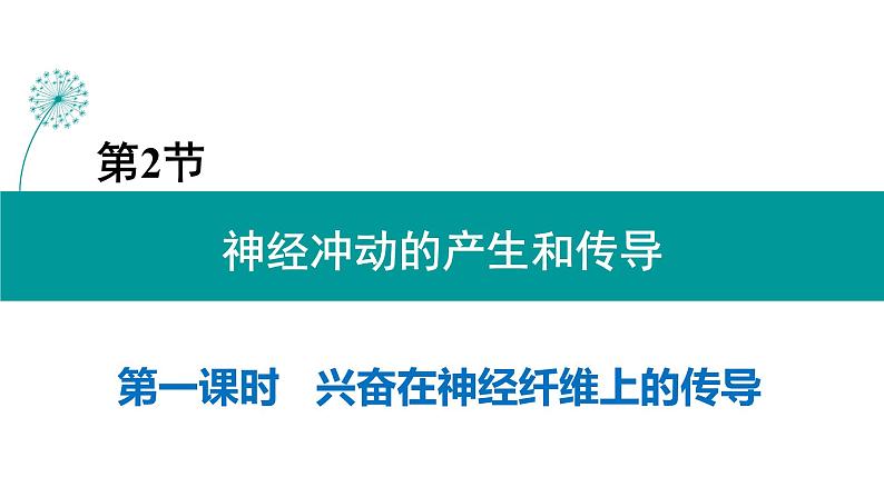 2.3神经冲动的产生和传导(3课时)课件PPT02