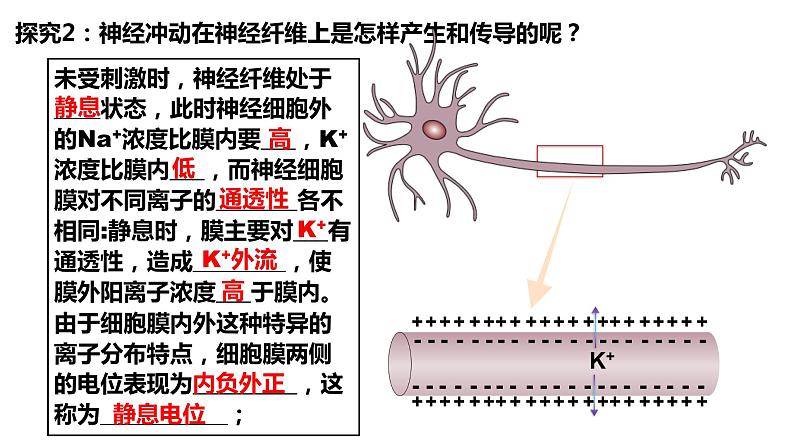 2.3神经冲动的产生和传导(3课时)课件PPT04