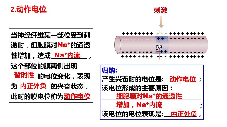 2.3神经冲动的产生和传导(3课时)课件PPT06