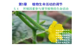 5.4环境因素参与调节植物的生命活动课件PPT