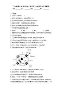广东省湛江市2021-2022学年高三10月月考生物试题（word版 含答案）