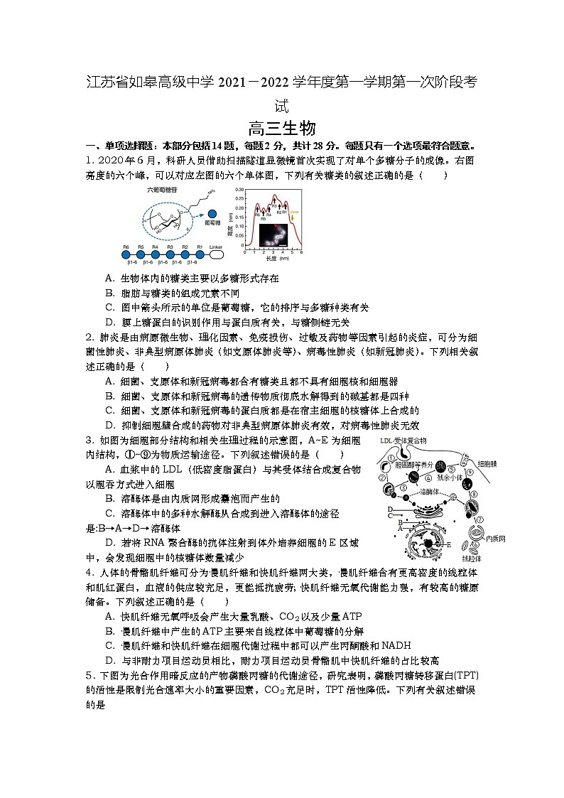 江苏省如皋中学2022届高三上学期10月第一次阶段考试生物试题 含答案第1页