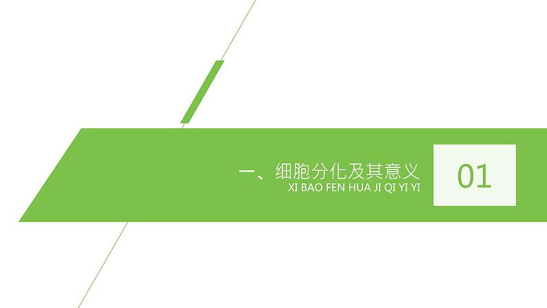 2020年高中生物新教材同步必修第一册 第6章 第2节 细胞的分化课件PPT第4页