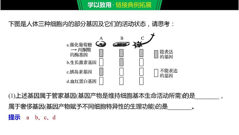 2020年高中生物新教材同步必修第一册 第6章 第2节 细胞的分化课件PPT第8页
