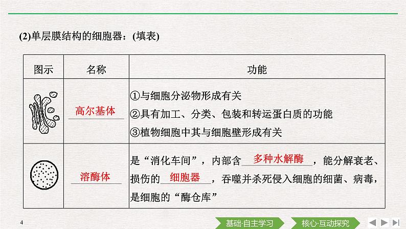 第2节 细胞器之间的分工合作第1课时 细胞器之间的分工课件PPT04