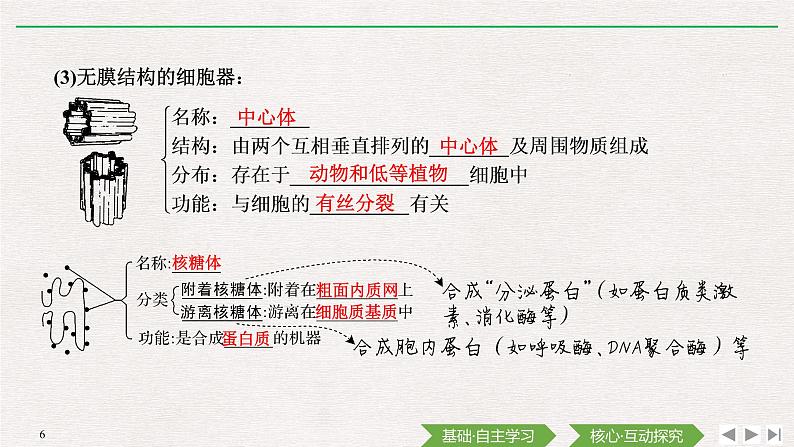 第2节 细胞器之间的分工合作第1课时 细胞器之间的分工课件PPT06
