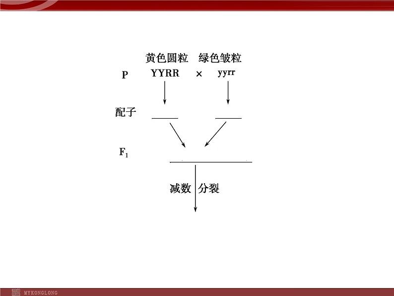 高效课堂同步课件:1-2孟德尔的豌豆杂交实验(二)(必修2) (2)07