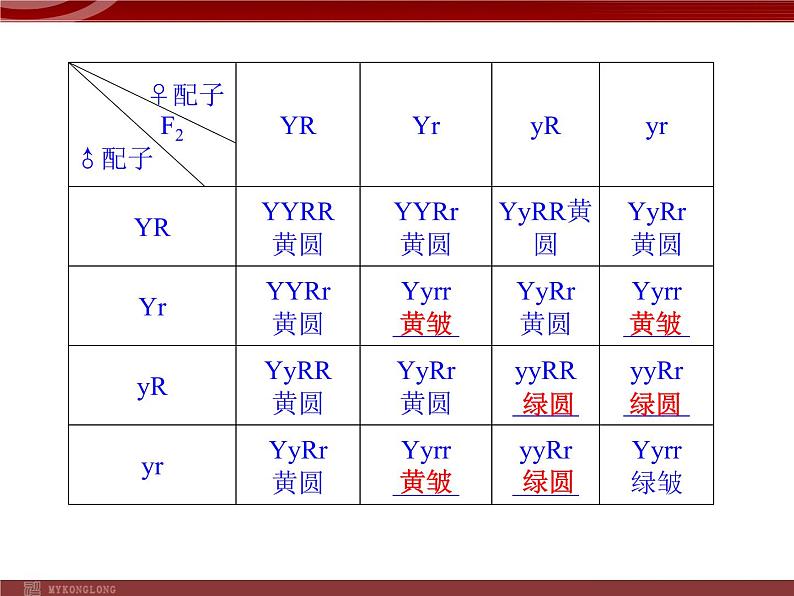 高效课堂同步课件:1-2孟德尔的豌豆杂交实验(二)(必修2) (2)08