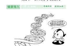 高中生物人教版 (新课标)必修2《遗传与进化》第三章 基因的本质第2节 DNA分子的结构课文配套ppt课件