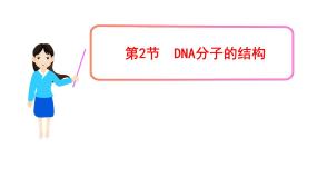 人教版 (新课标)必修2《遗传与进化》第2节 DNA分子的结构课文内容课件ppt