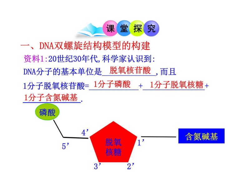 高中生物同步课件：第3章 第2节  DNA分子的结构（人教版必修2）05