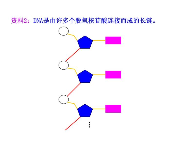 高中生物同步课件：第3章 第2节  DNA分子的结构（人教版必修2）07