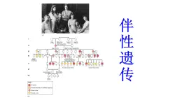 高中生物必修二 2.3 伴性遗传课件PPT