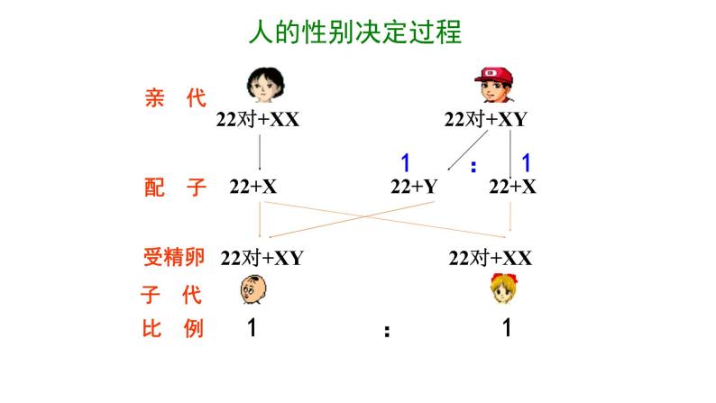 高中生物必修二 2.3 伴性遗传课件PPT04