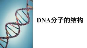 人教版 (新课标)必修2《遗传与进化》第三章 基因的本质第2节 DNA分子的结构教学演示课件ppt