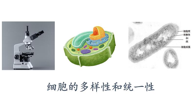 1.2.细胞的多样性和统一性课件PPT第1页