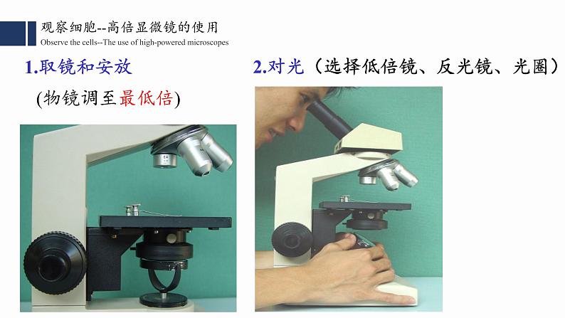 1.2.细胞的多样性和统一性课件PPT第4页